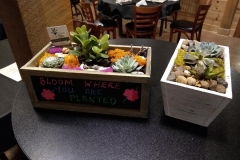 plant-nite3